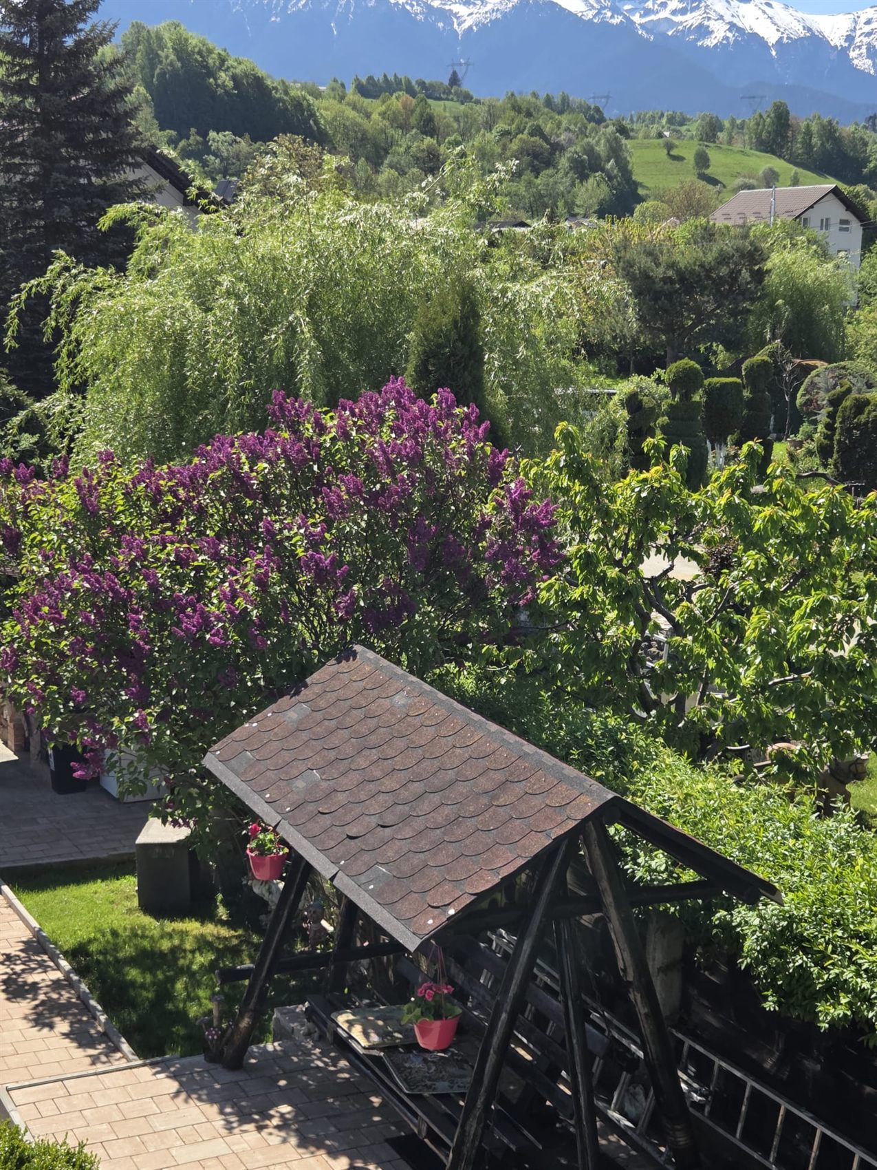 Munți înzăpeziți și liliac înflorit