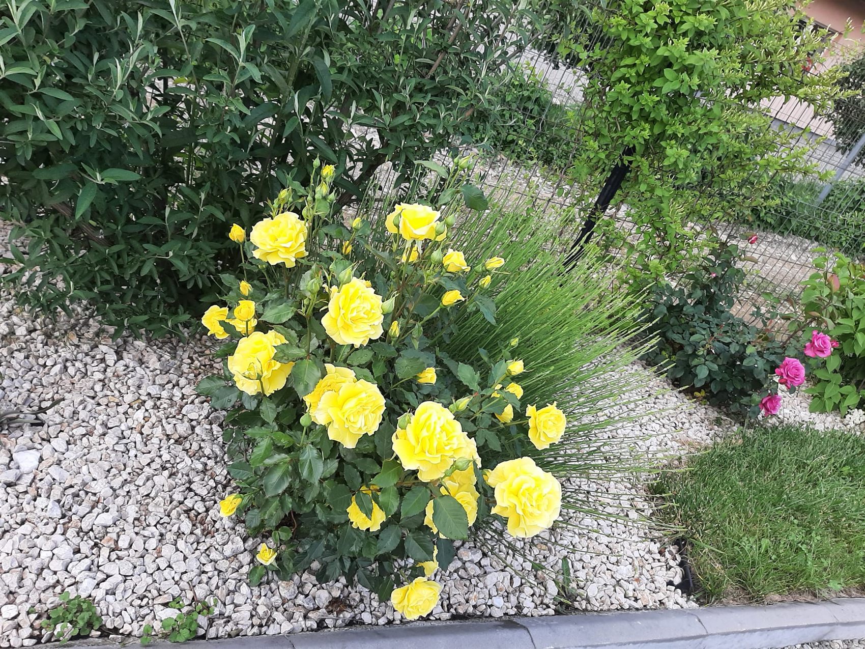 Trandafiri galbeni înfloriți