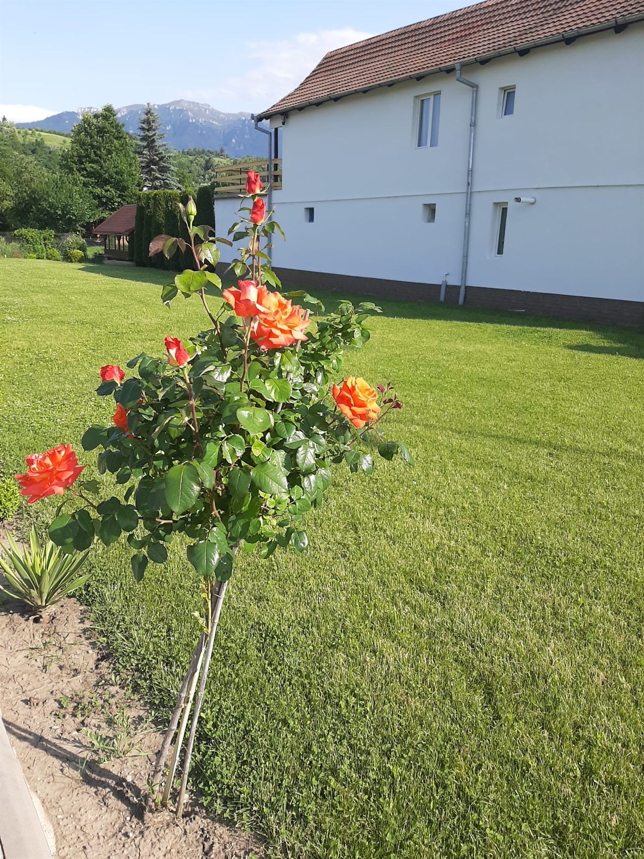 Trandafiri cu vedere la munți