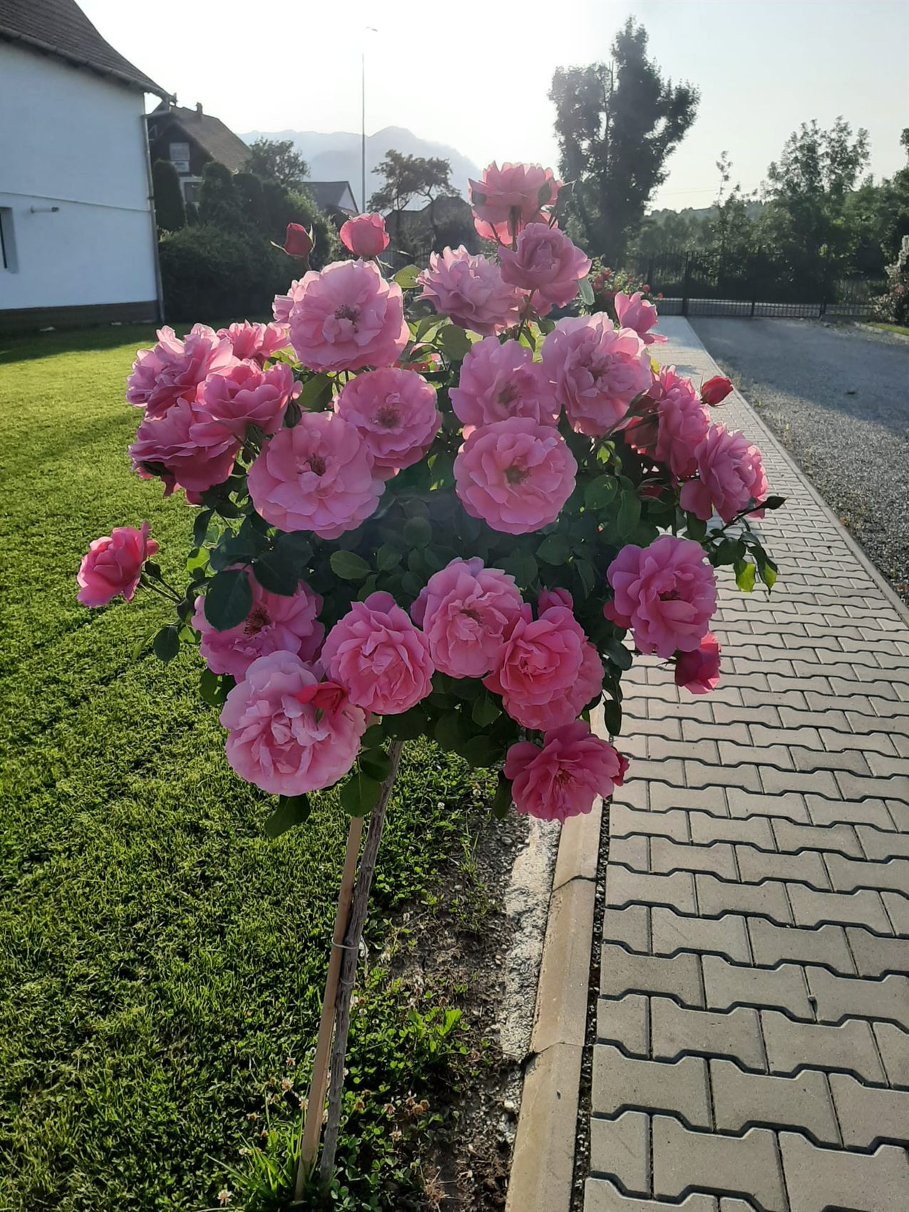 Trandafiri și peisaj montan